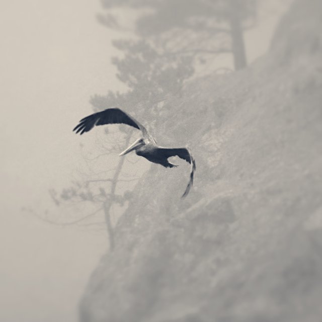 A pelican in flight.